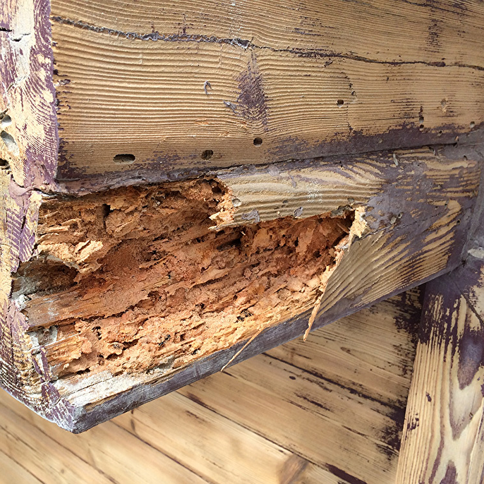 Wat is houtrot eigenlijk?